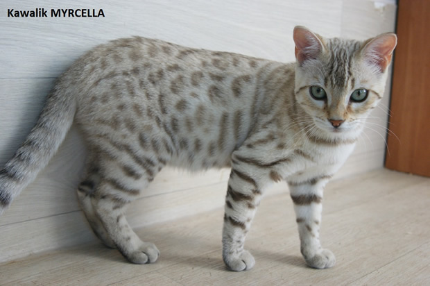 femelle bengal seal mink